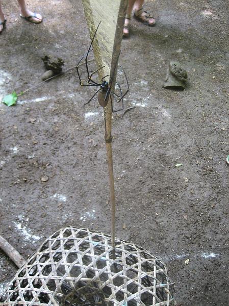 0615 spider.JPG - spider that had a very crab like look in traditional village.
